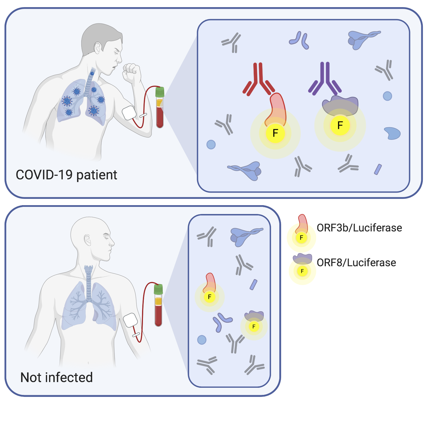 Hkumed Researchers Discovered That Orf And Orf B Are Major Targets Of